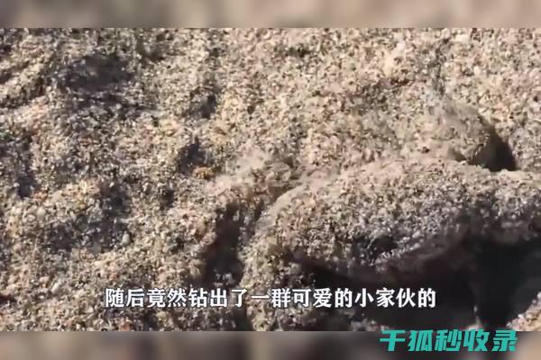 地倒设施与宠物美容院：装扮宠物的时尚店 (倒置地形什么意思)