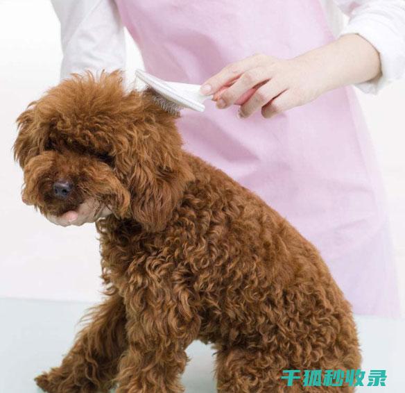 应季宠物美容：秋季宠物美容注意事项 (夏天高端宠物美容)