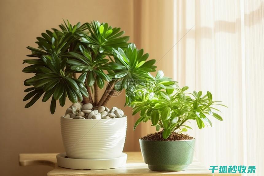 室内绿植浇水频率：如何在植物从一个养护方法转变为另一种养护方法时适应灌溉变化 (室内绿植浇水的正确方法)