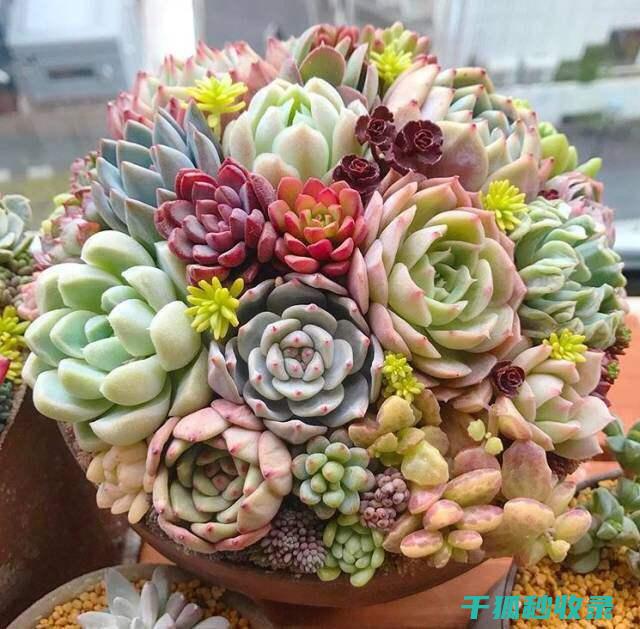 多肉植物养护心得：保持健康生长的秘诀 (多肉植物养护技巧)