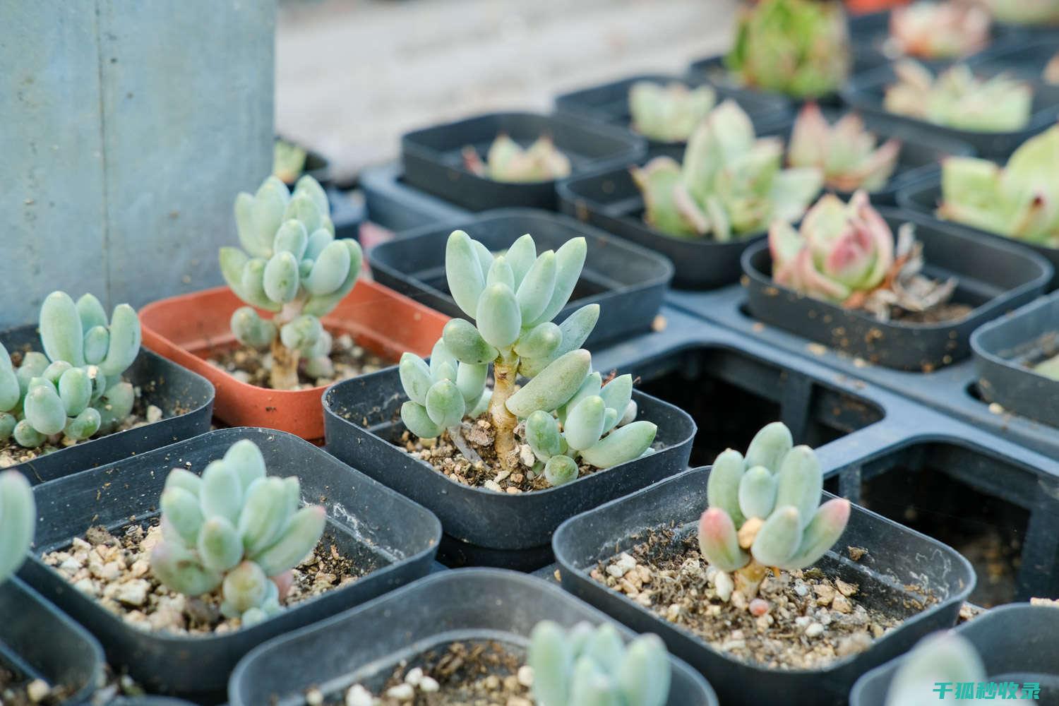 多肉植物养护全知道：不同季节的养护重点 (多肉植物养护技巧)