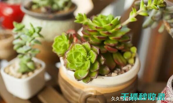多肉植物养护误区：避免过度浇水的陷阱 (多肉植物养护方法)