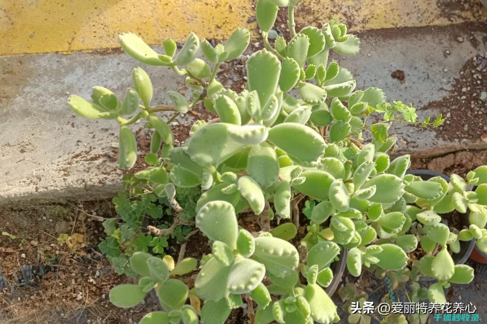 多肉植物养护全知道：如何选择合适的花盆 (多肉植物养护方法)