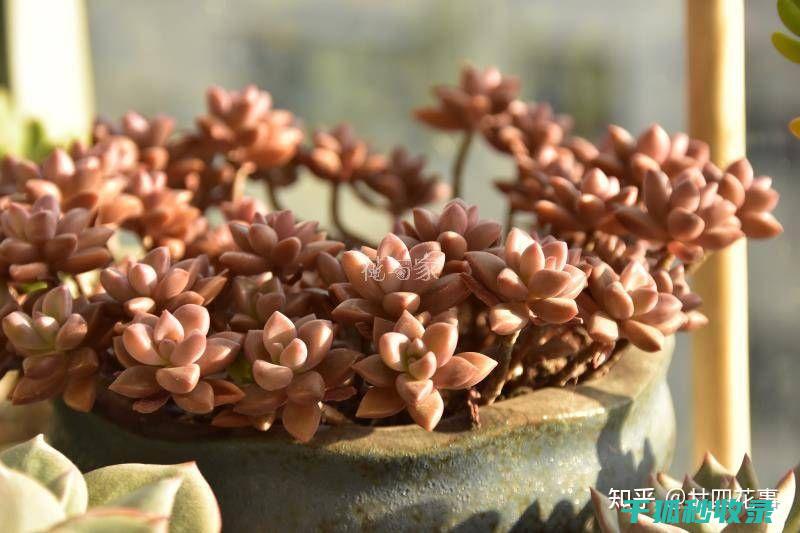 多肉植物养护经验分享：成功养植的秘诀 (多肉植物养护技巧)