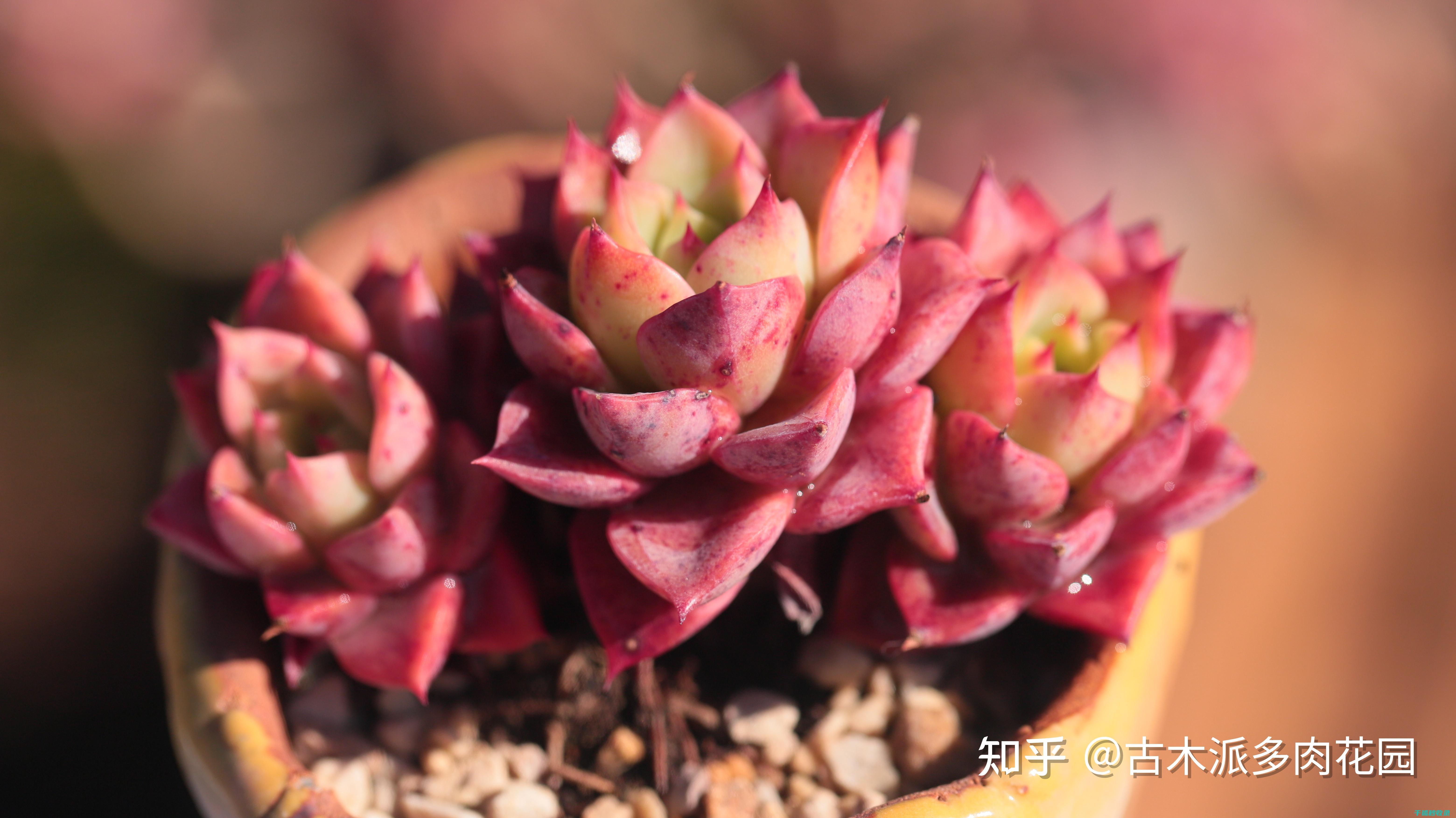 多肉植物养护经验分享：成功养植的关键步骤 (多肉植物养护技巧)