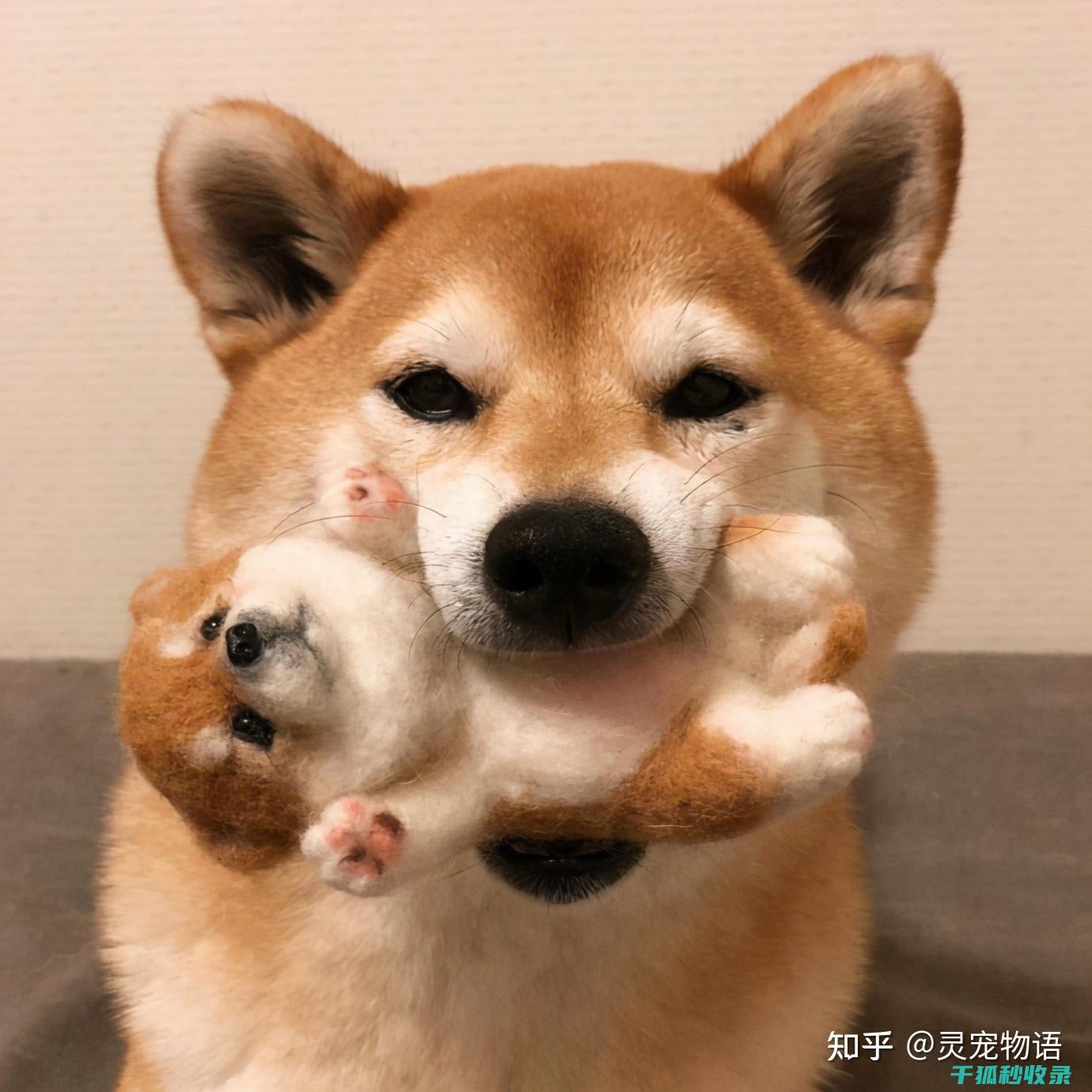 狗狗训练口令：从坐下到握手的进阶之路 (狗狗训练口令的方法)