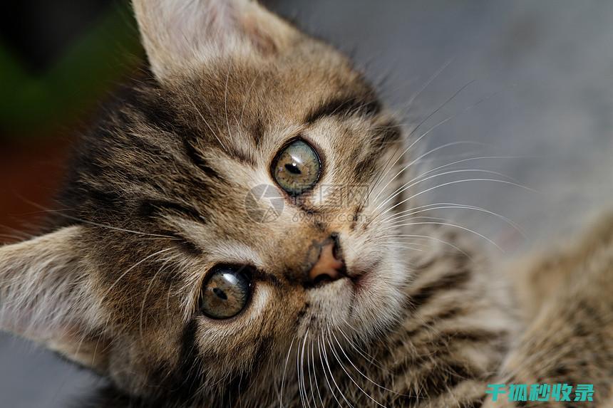 猫咪应激反应的早期预警信号及其处理方式 (猫咪应激反应怎么缓解)