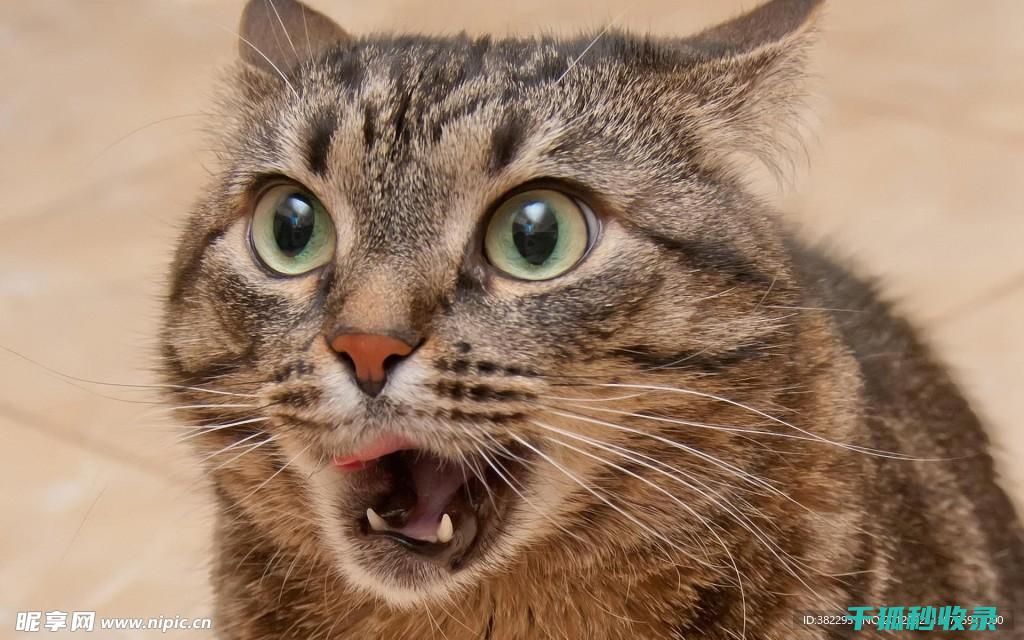 猫咪应激反应：如何通过抚摸和陪伴提供安慰 (猫咪应激反应的表现)