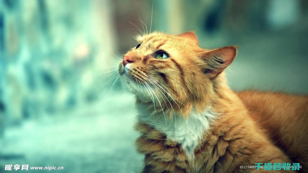猫咪应激反应：如何通过适当的药物治疗缓解症状 (猫咪应激反应怎么缓解)
