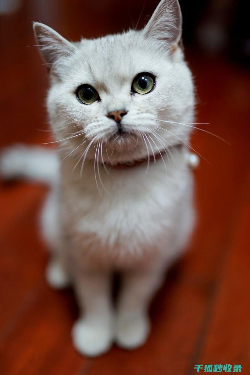 猫咪应激反应：如何通过更换猫粮形状减轻焦虑 (猫咪应激反应怎么缓解)