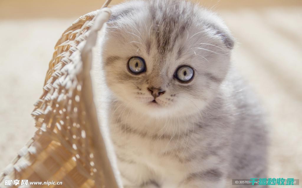 猫咪应激反应：如何通过更换猫窝材质减少不安 (猫咪应激反应怎么缓解)