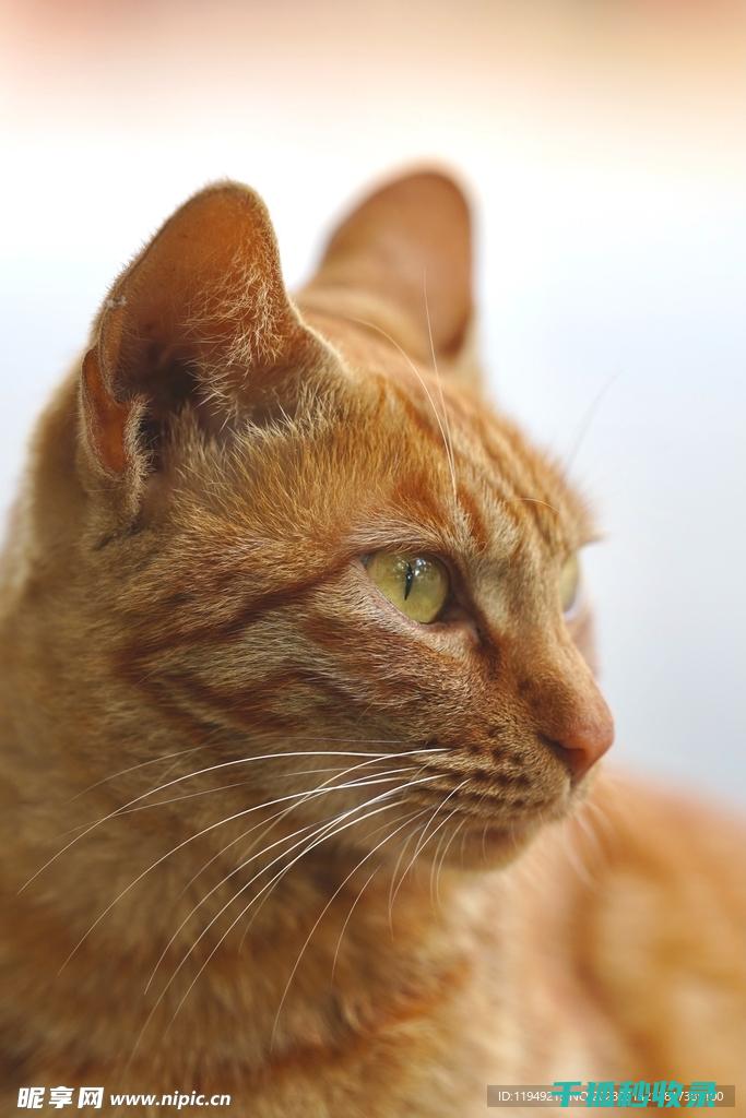 猫咪应激反应：如何通过更换猫窝材质减少不安 (猫咪应激反应的表现)