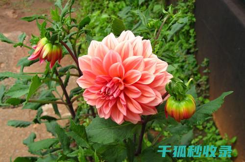 花卉施肥时机与植物生长周期的关系解析 (花卉施肥时机有哪些)