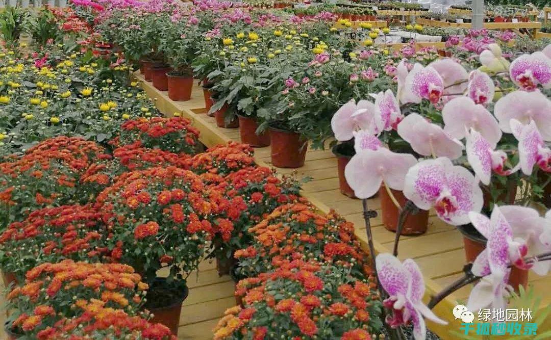 冬季花卉施肥的时机与室内环境的适应 (冬季花卉施肥技术)