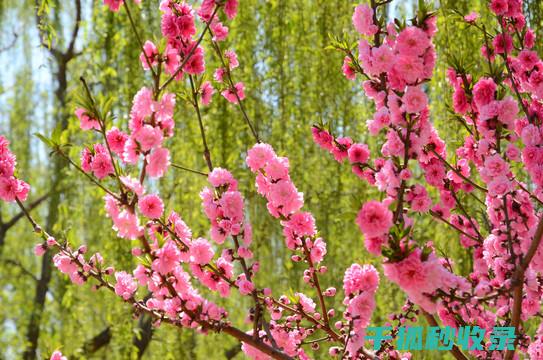 花卉施肥以什么肥为主