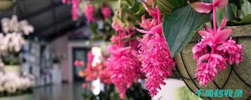 冬季花卉施肥时机与肥料的释放速率 (冬季花卉施肥技术)