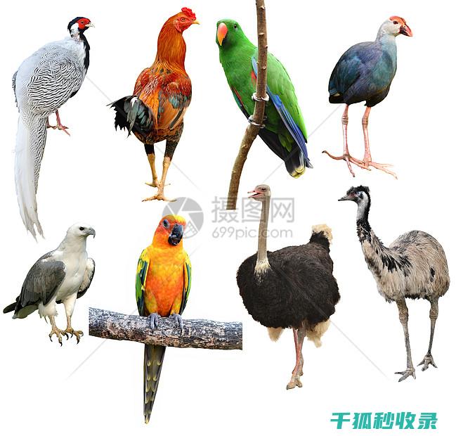 鸟类喂食禁忌：新手养鸟需注意的饮食问题 (鸟类喂养幼鸟)