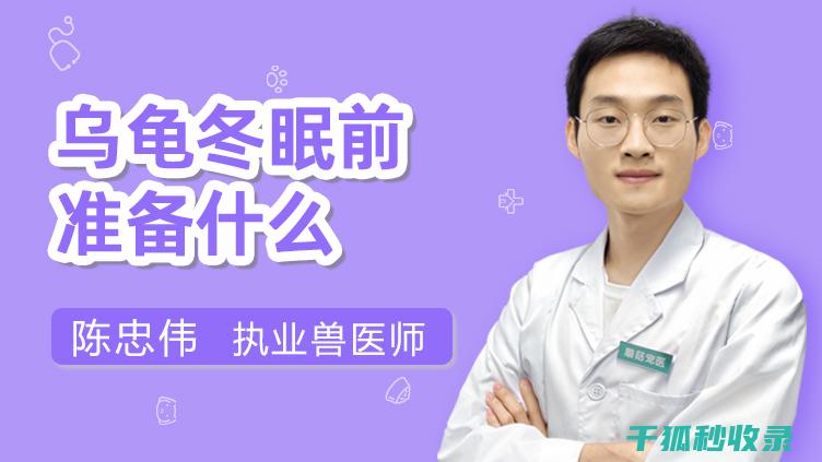 乌龟冬眠前的心理调适：帮助它们适应即将到来的休眠期 (乌龟冬眠前的征兆)
