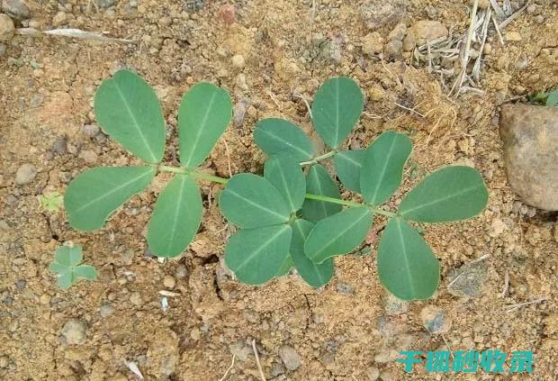 植物病虫害防治：实用技巧与高效管理策略 (植物病虫害防治)