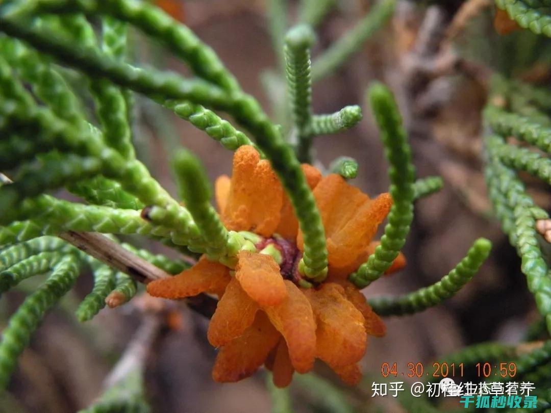 植物病虫害防治：生物防治与物理防治的优势 (植物病虫害防治)