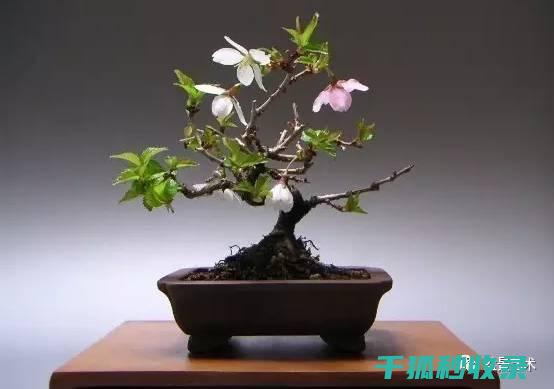 盆栽土壤配比：让植物适应寒冷冬季的配方建议 (盆栽土壤配比方法)