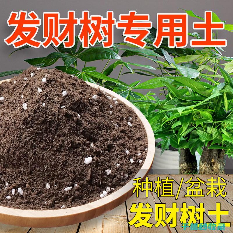 盆栽土壤配比：为仙人掌打造专属的生长沃土 (盆栽土壤配比标准)