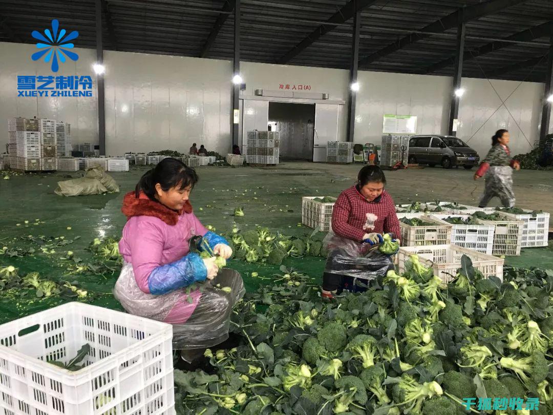 延长蔬菜保鲜期的90个实用招式 (延长蔬菜保鲜期的植物激素)