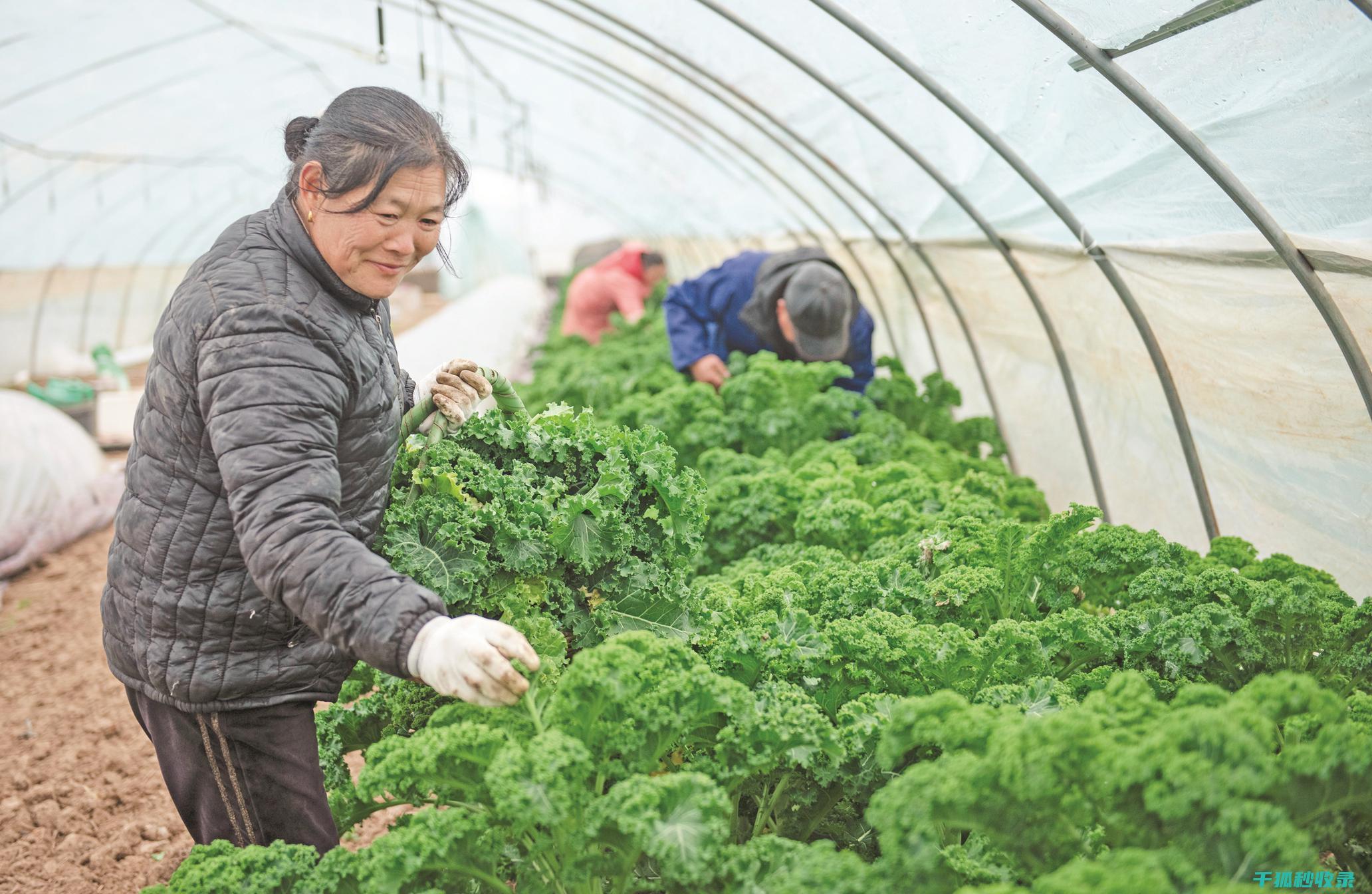 90个蔬菜保鲜延长的实用招式 (50种蔬菜保质期一览表)
