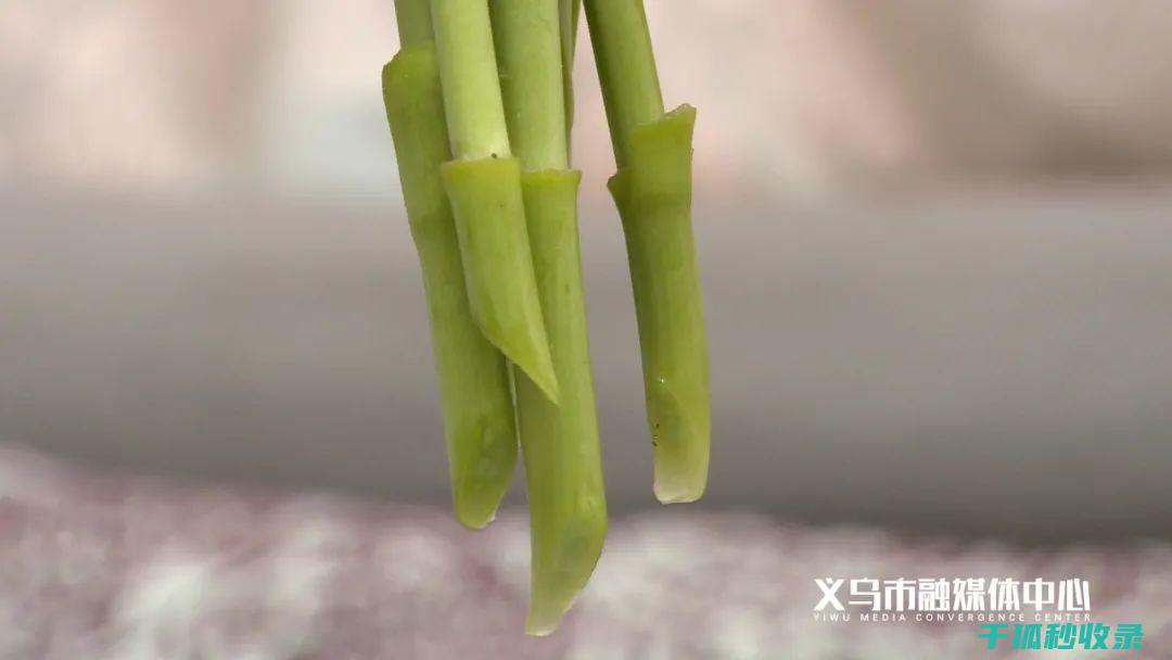 延长鲜花寿命的小窍门：你一定要知道 (延长鲜花寿命的7种方法)