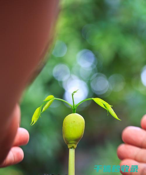 植物如何成为家庭驱虫小卫士？ (植物如何成为精灵)