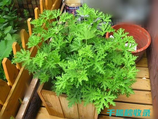 植物驱虫的秘密武器：如何利用植物保护您的家 (植物驱虫的秘方是什么)