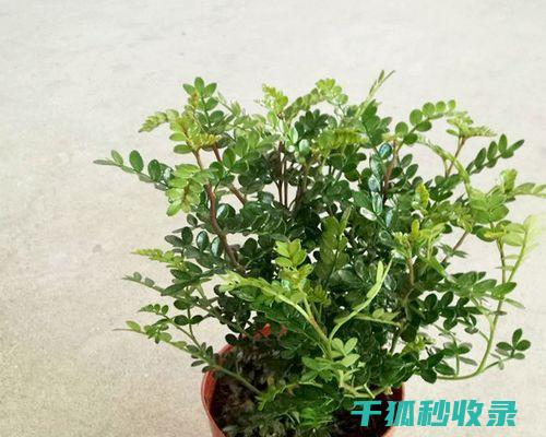 植物驱虫：自然的力量为您创造安全的居住环境 (植物 驱虫)
