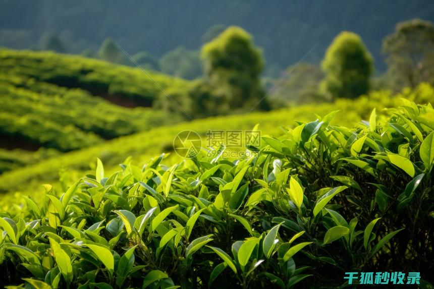 茶叶渣的生态循环：从废弃物到高附加值产品的转变 (茶叶渣的利用)