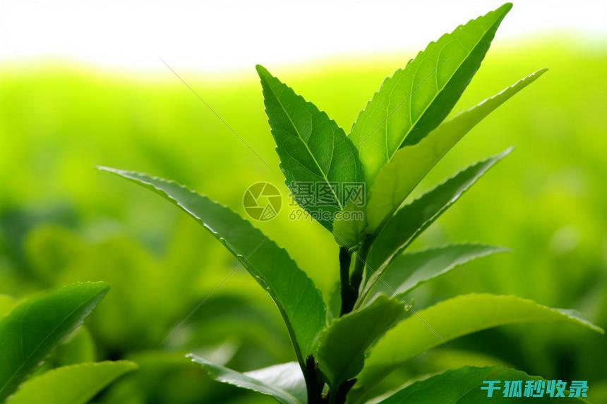 茶叶渣的环保革命：从废弃物到高附加值产品的转变 (茶叶渣的利用)