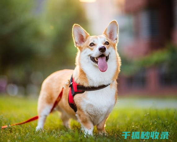 浴室清洁新宠：自制清洁剂去除水垢和霉斑 (浴室清洁新宠物有哪些)