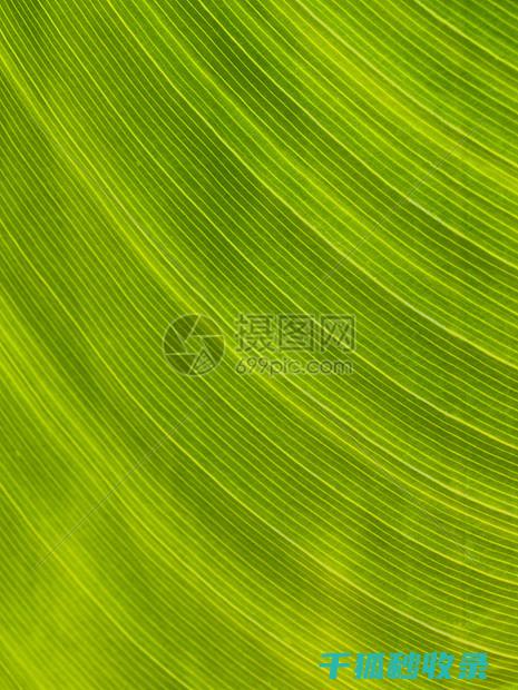 植物叶片光亮：植物与光互动的奇妙舞蹈 (植物叶片光亮剂)