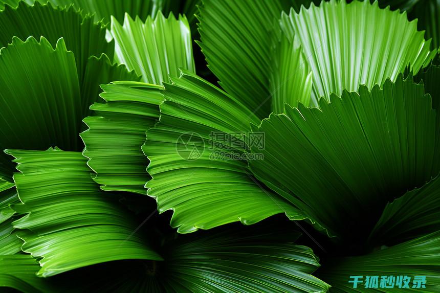 植物叶片光亮：光合作用与植物健康的完美结合 (植物叶片光亮剂)