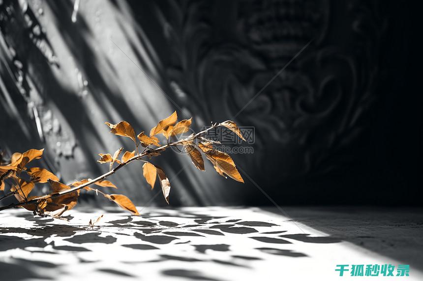 植物叶片光亮：植物与光合作用的亲密关系 (植物叶片光亮剂配方)
