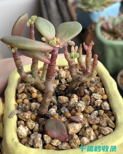 植物叶片光亮：叶绿素与反射光的奇妙结合 (植物叶片光亮剂)