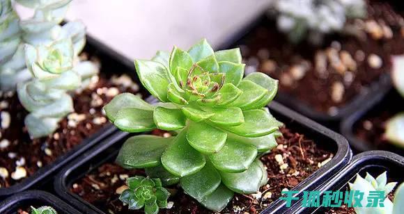 多肉植物养护秘籍：让你的多肉健康又美丽 (多肉植物养护方法)