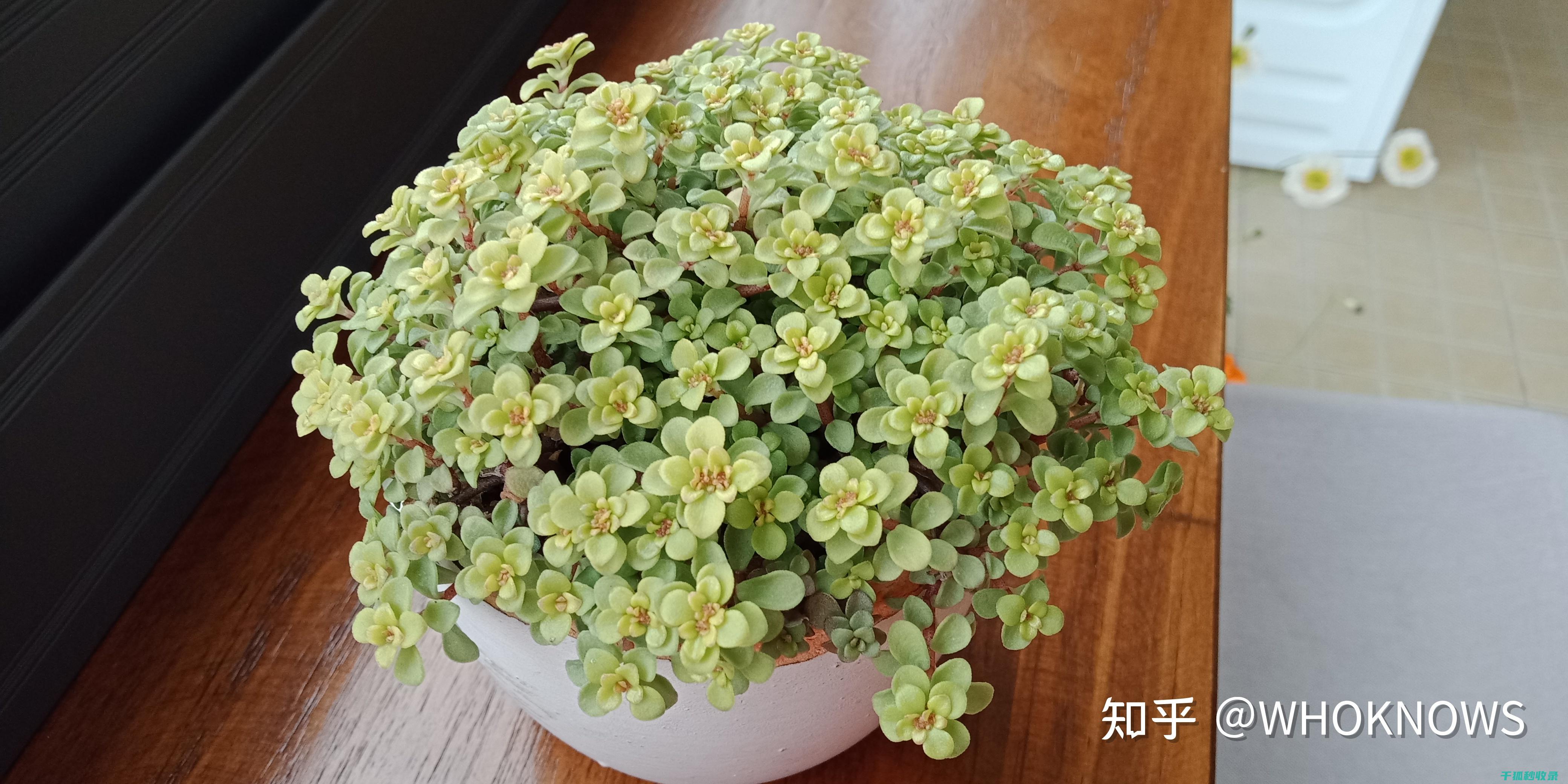 多肉植物养护全解惑：新手必看的养护问题解答 (多肉植物养护方法)