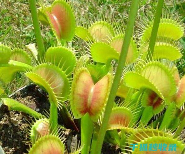 驱蚊植物全记录：从选择到种植的完整指南 (驱蚊植物大全)