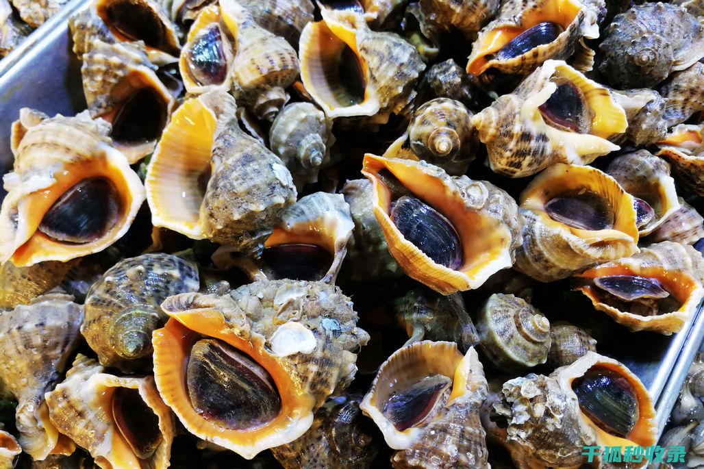 贝类吐沙之谜：海洋生物与环境的深层联系 (贝类快速吐沙方法)