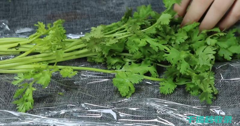 香菜怎么保存？这个秘诀让你惊喜连连！ (香菜怎么保存新鲜不烂)