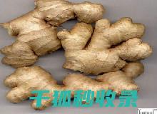 生姜储存小窍门：正确保存方法全揭秘 (生姜储存小窍门有哪些)