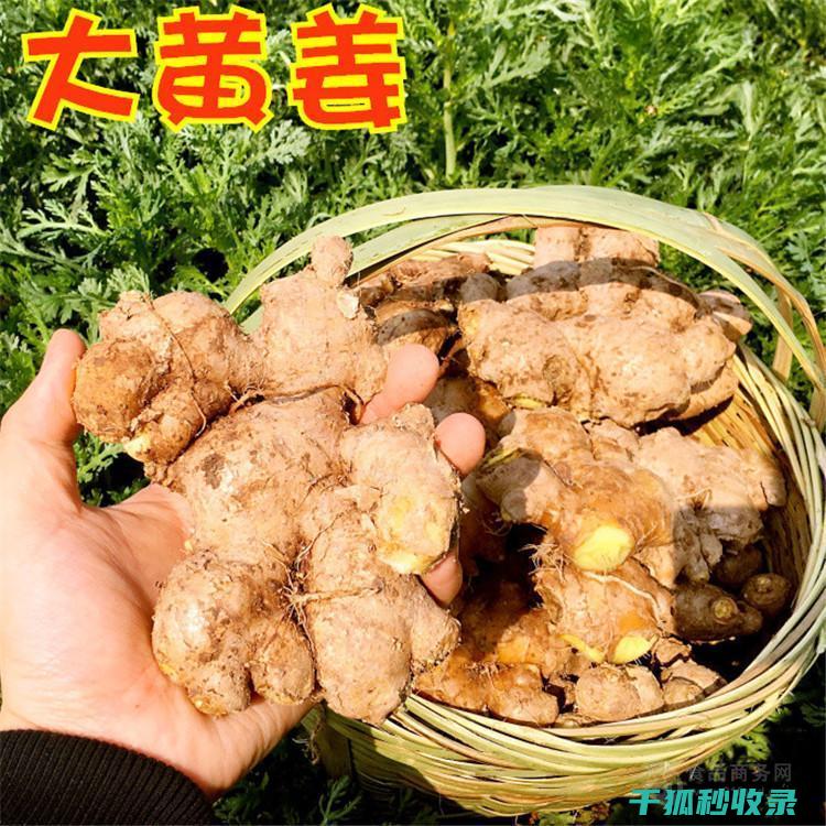 生姜保存全攻略：延长其保鲜期的秘诀 (生姜保管储存方法)
