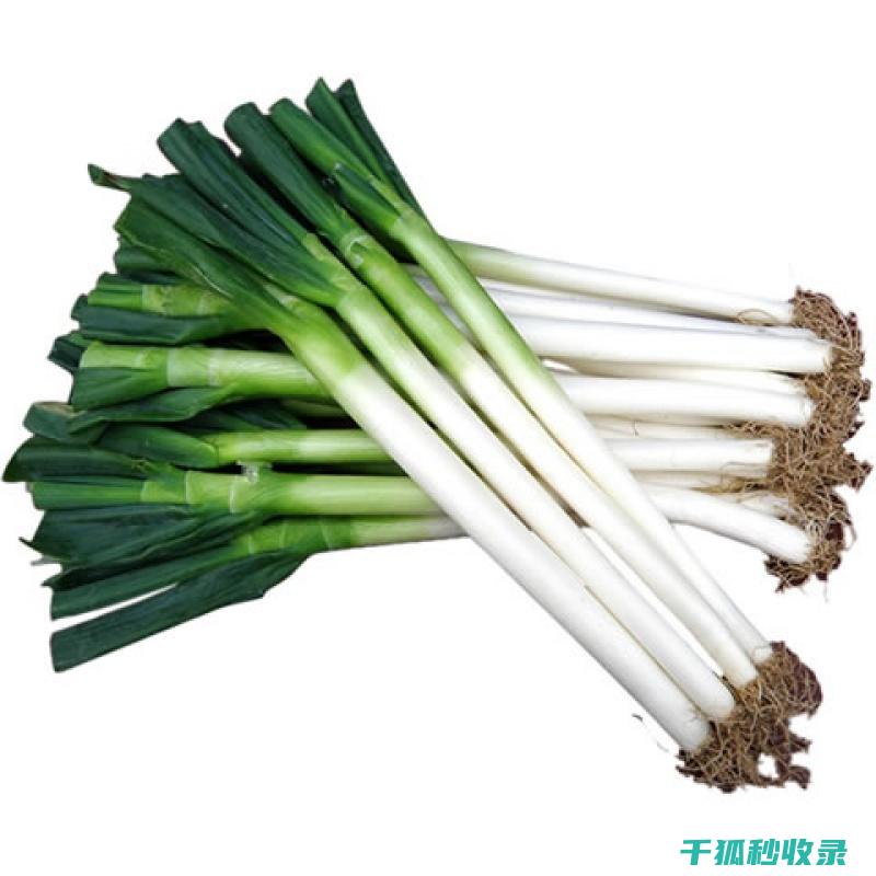 大葱保存方法：让你的大葱保持新鲜更久 (大葱保存方法三年)