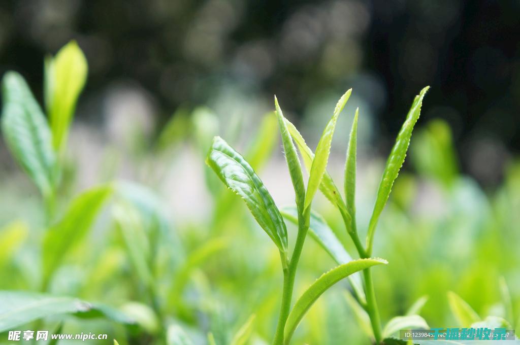 茶叶保存全解密：教你如何让茶叶保持最佳状态 (茶叶保存全解方法)