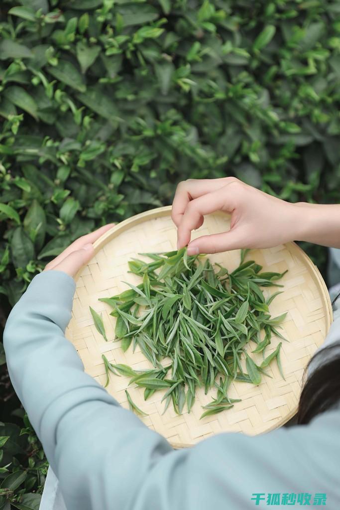 茶叶保存之道：如何避免茶叶变质 (茶叶的保存)