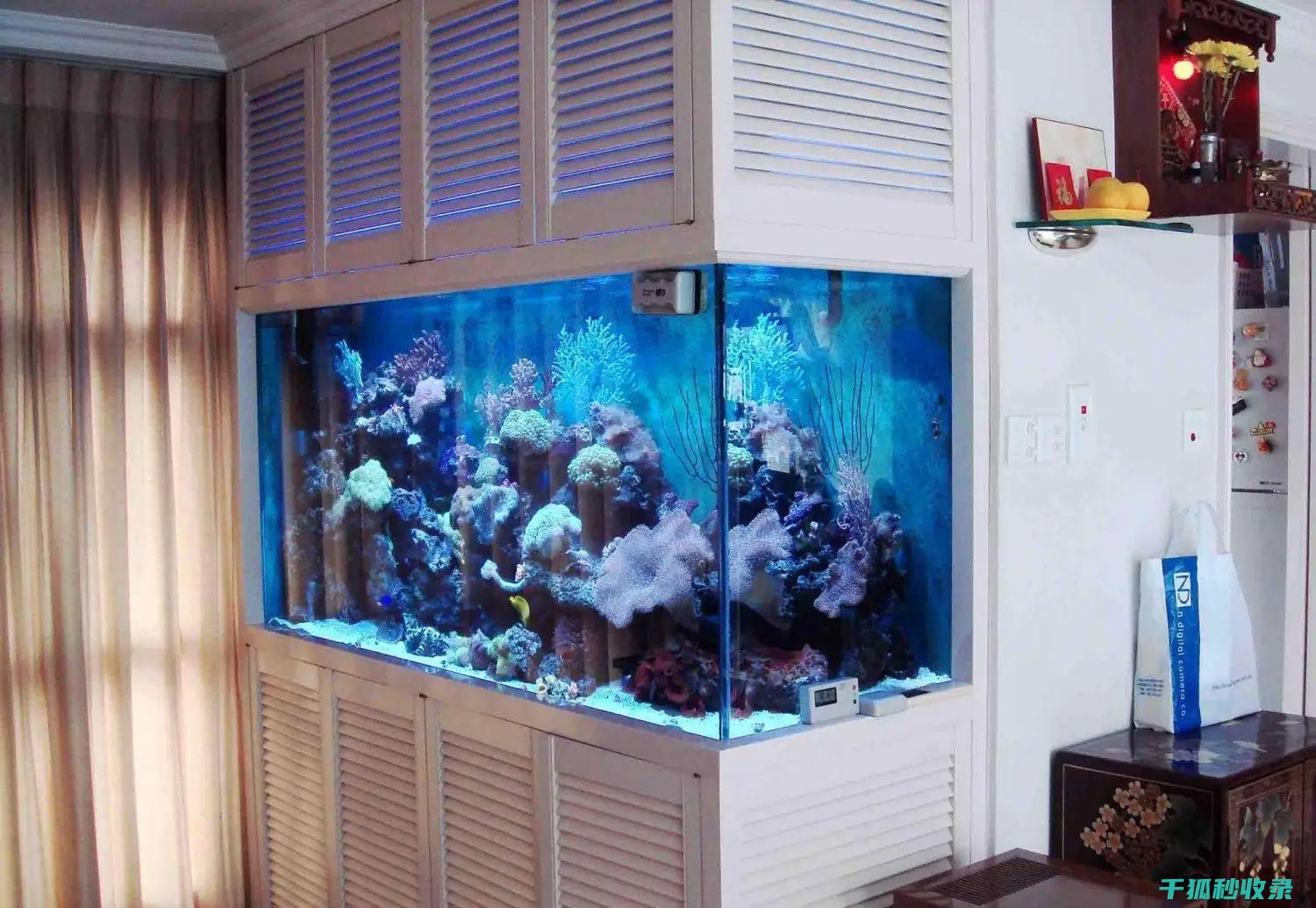 鱼缸清洁工具：你可能从未见过的清洁工具 (鱼缸清洁工具鱼)